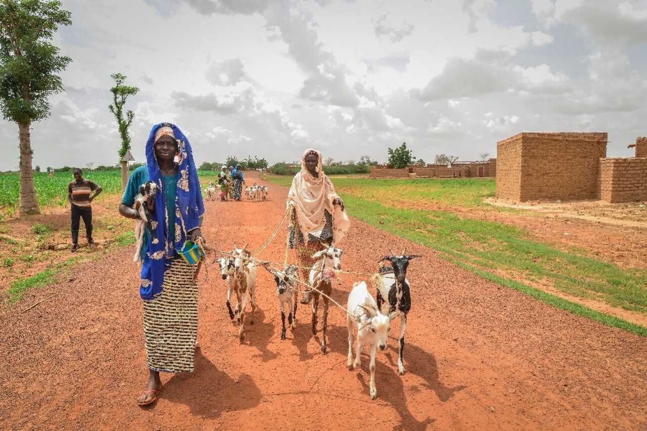 İyilik Derneği, Afrika’nın derdine süt keçileri ile koşuyor