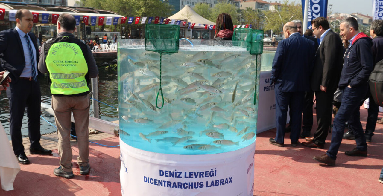 İzmit Körfezi Balıklandırma Projesi