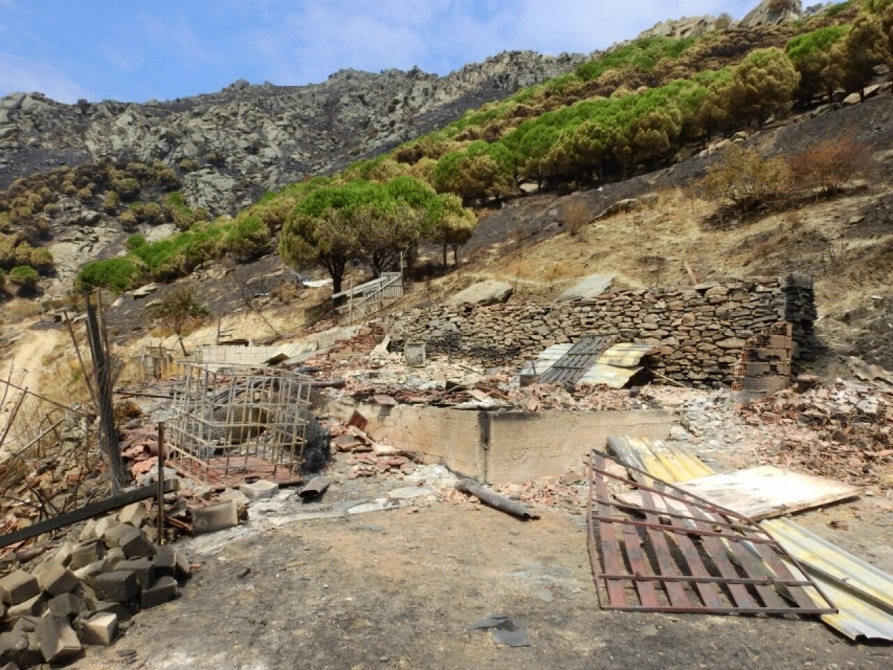 Marmara bağışlanan fidanlarla yeniden yeşerecek