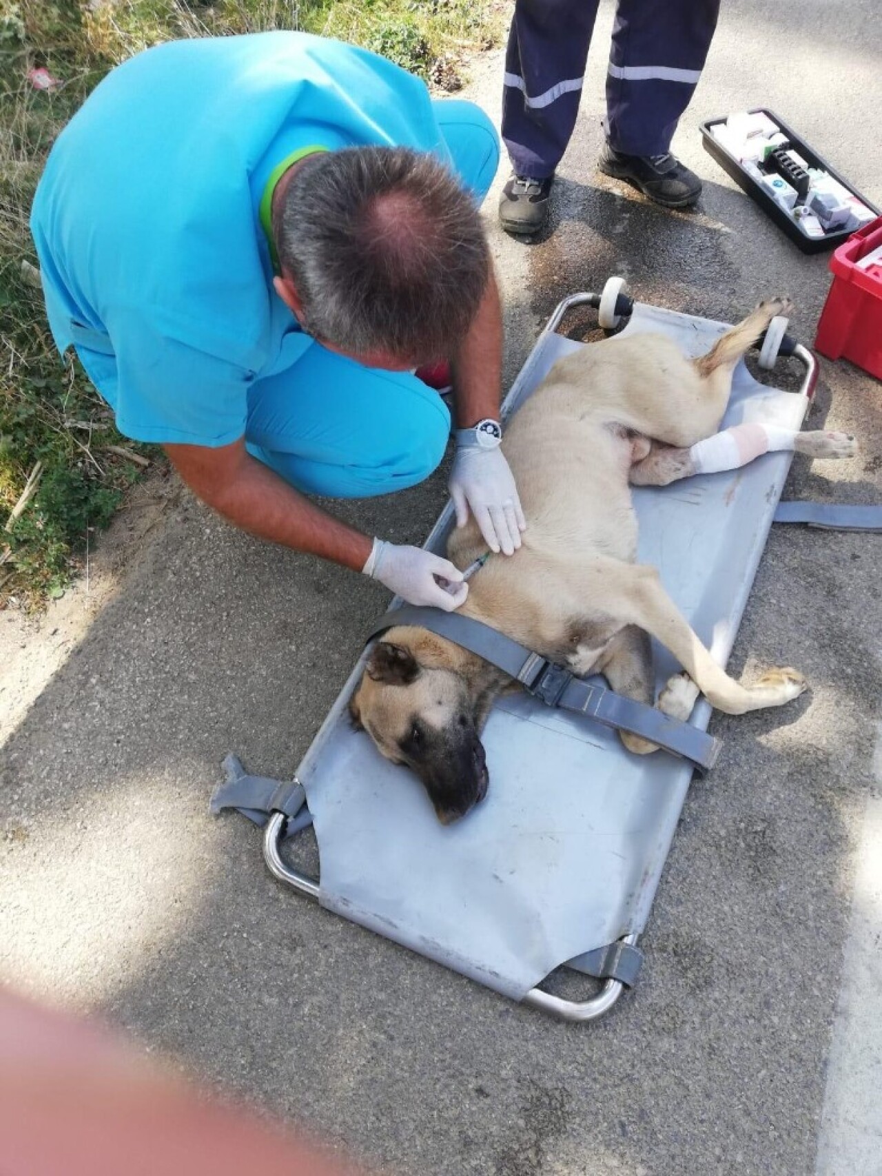 Uludağ’da otomobil çarpan köpek hayata tutundu