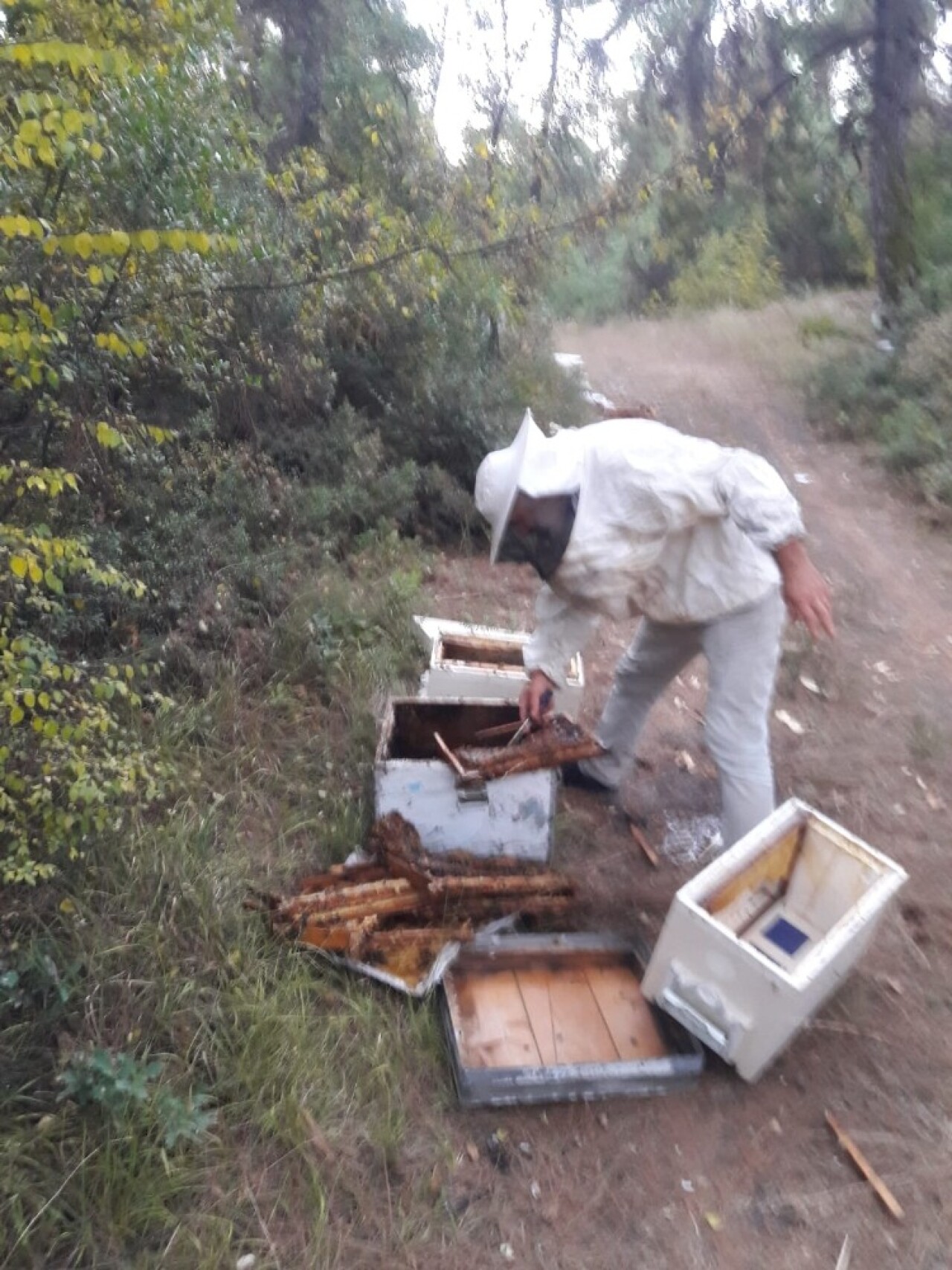 Aç kalan ayılar kovanlara saldırdı