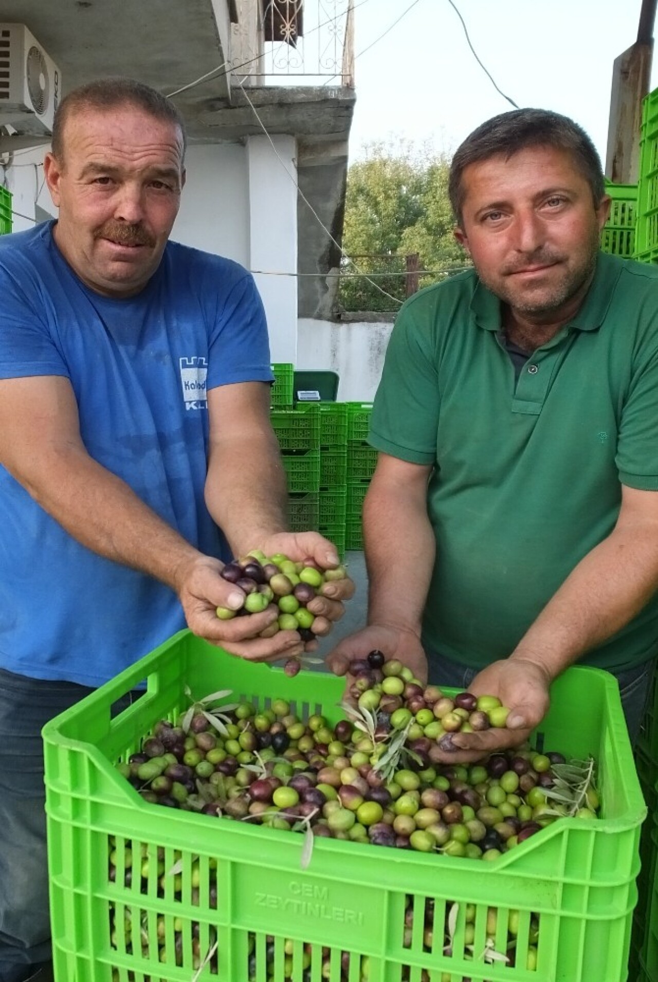 Balıkesir’de yeşil çizik zeytin yüz güldürdü