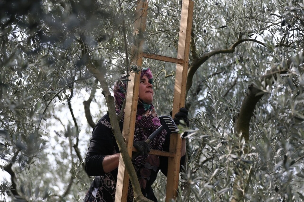 Bursa’da zeytin hasadı başladı