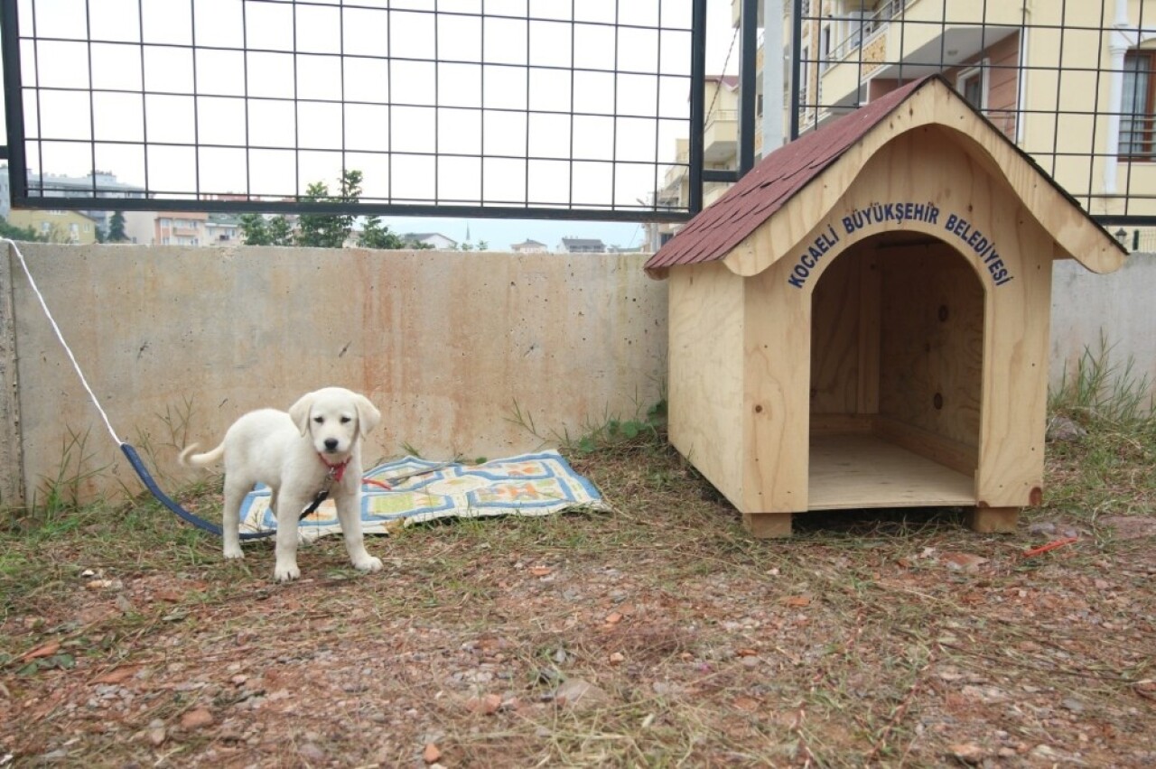 Büyükşehir’den okullara kedi ve köpek yuvası