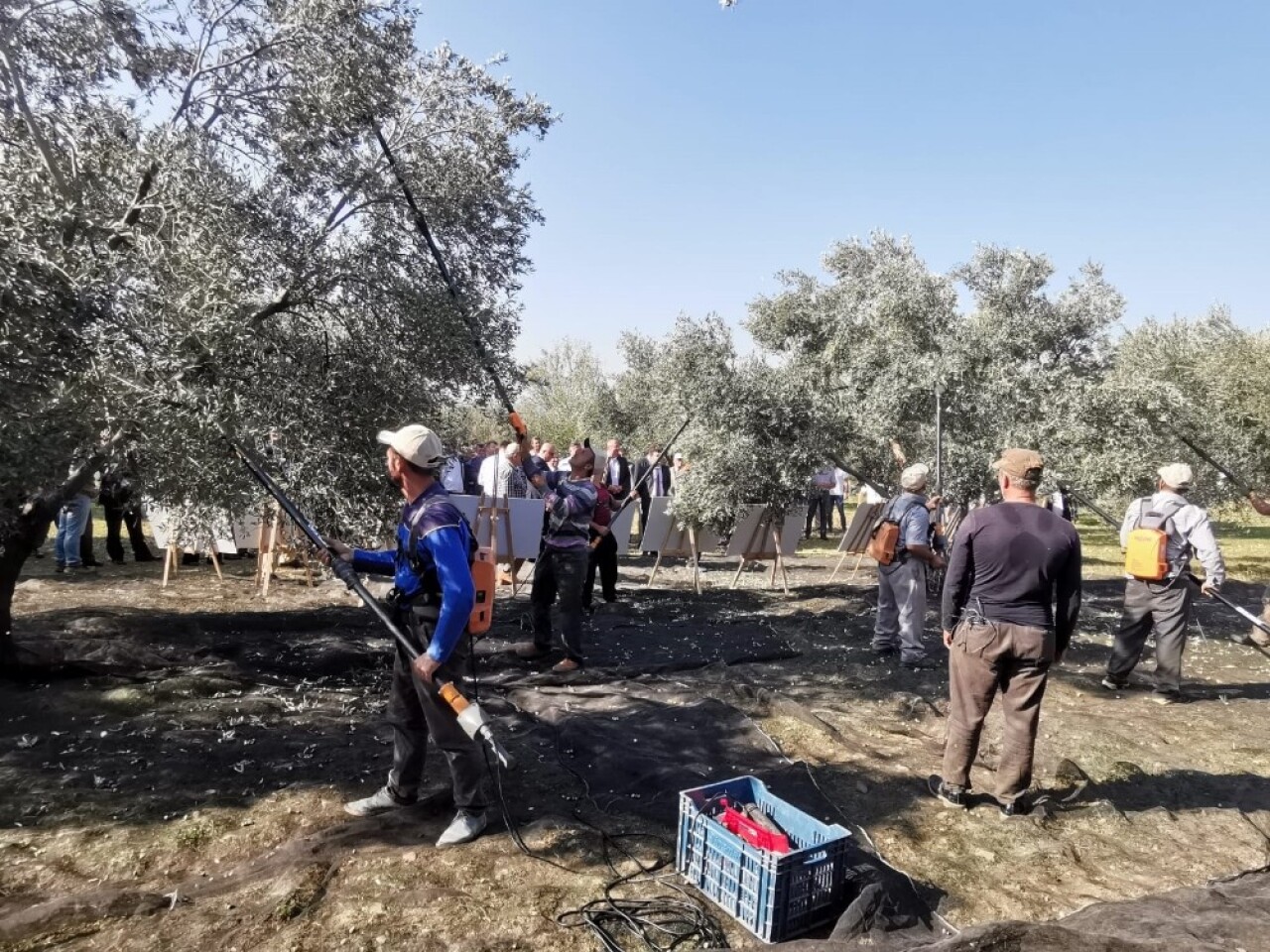 Gübretaş, zeytinde 4 kat verim artışı sağlamasının coşkusunu üreticiyle paylaştı