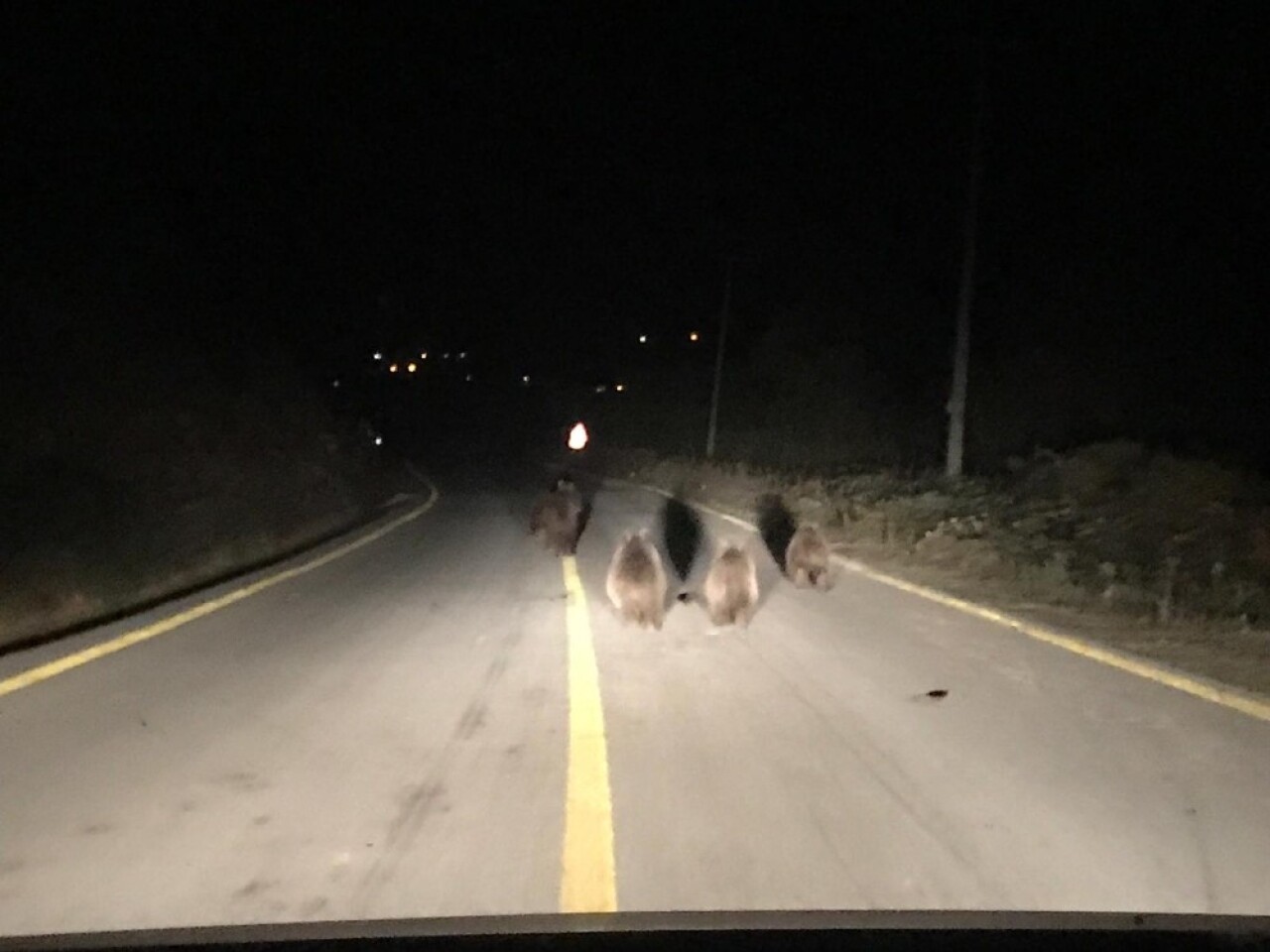 Kocaeli’de aç kalan ayılar yemek ararken araçların önüne indi