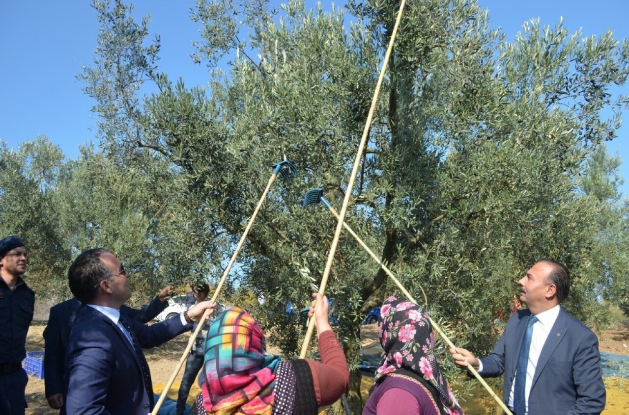 Mudanya’da zeytin hasadı başladı