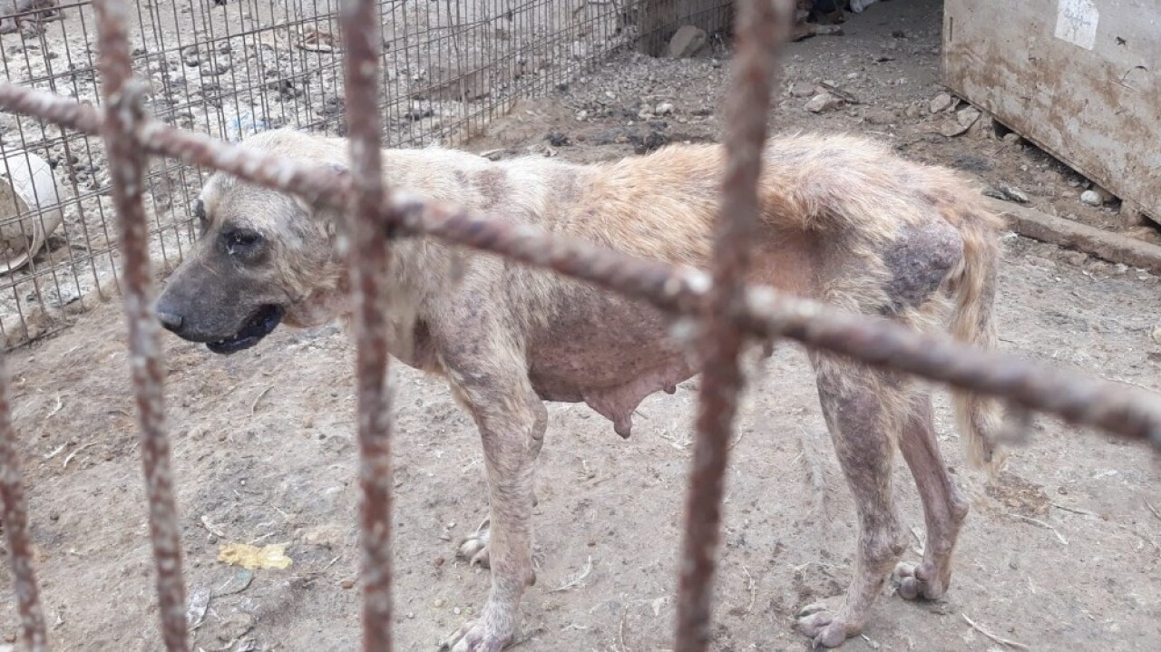 Ölüme terk edilen köpekler kurtarıldı