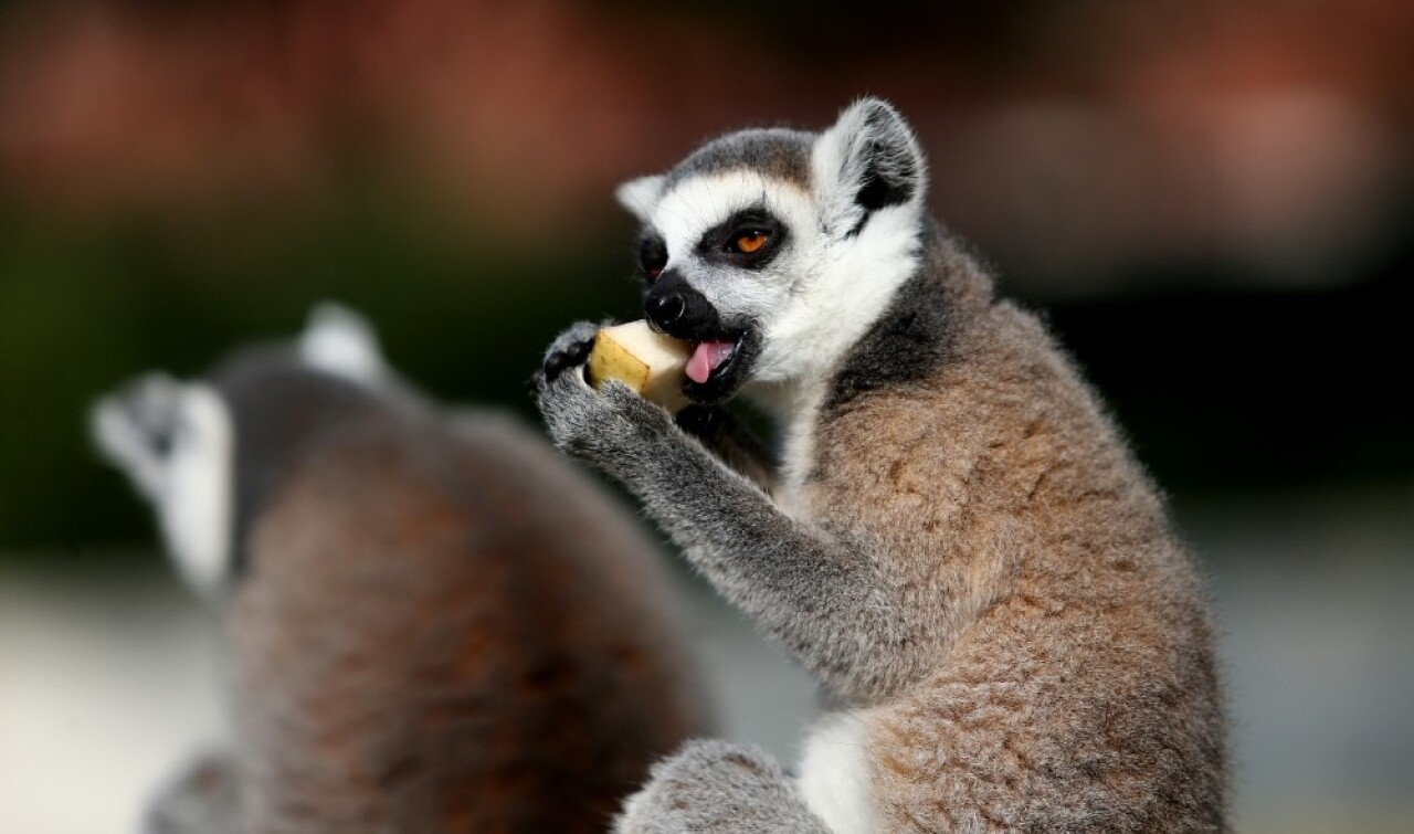 (Özel) Dünya Lemurlar Günü’nde lemurlara ziyafet çektiler