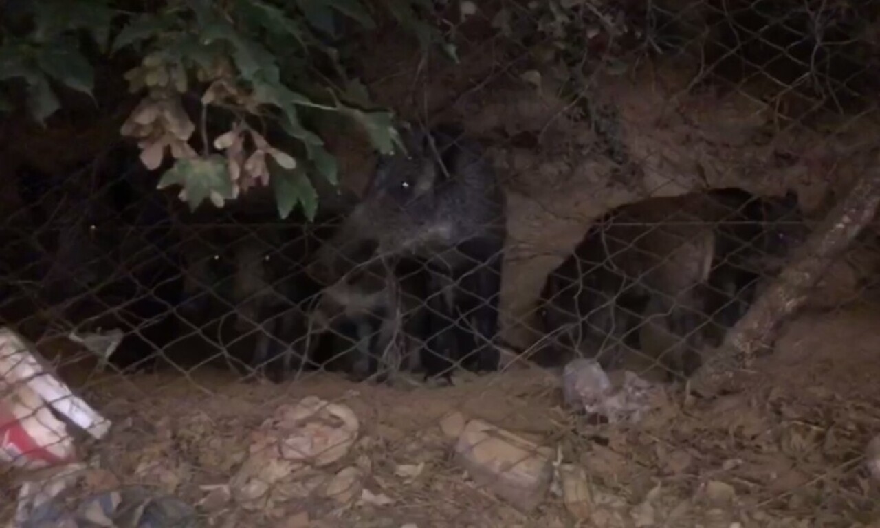 (Özel) Sarıyer’de acıkan domuz sürüsü araba yoluna indi