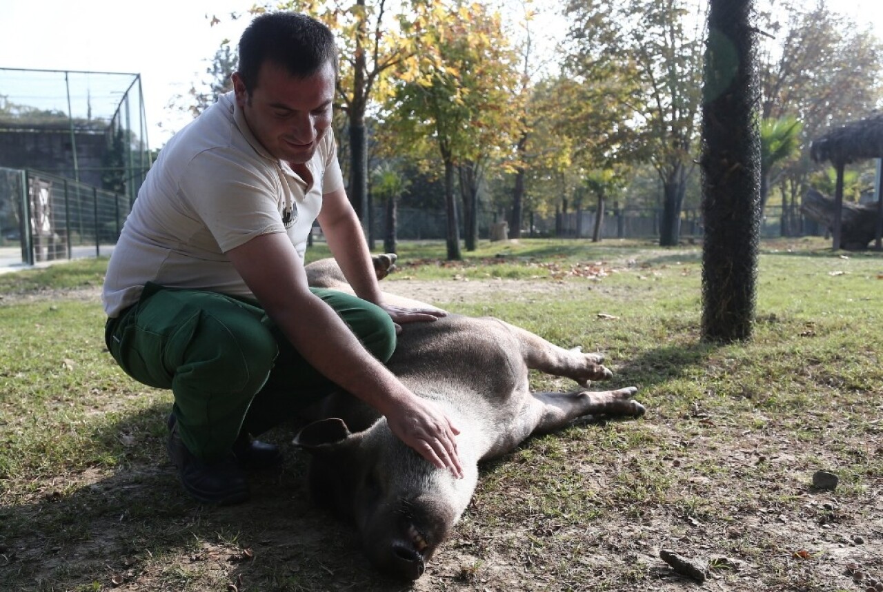 (Özel) Tapirlerin masaj tutkusu