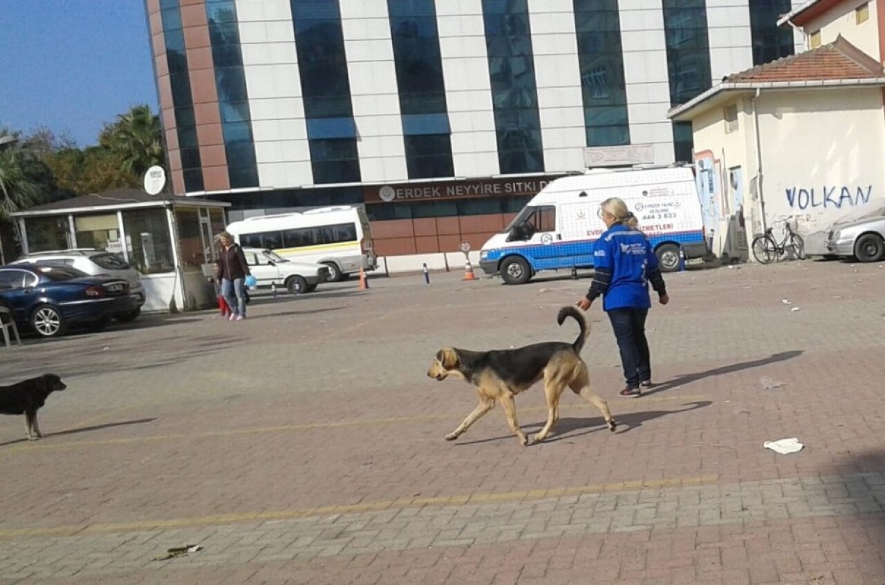 Pompalı tüfekle vurulan köpek sahibine verildi