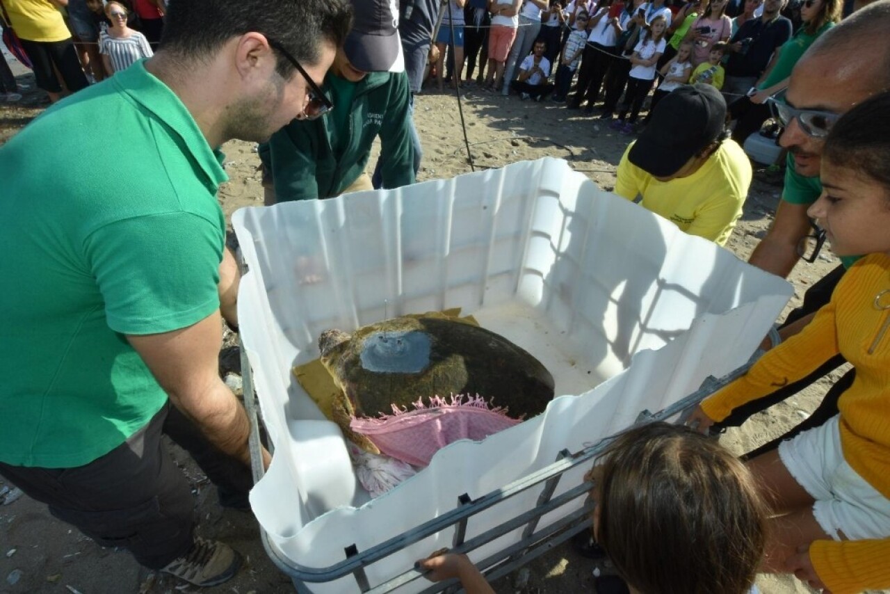 Tedavi edilen Caretta ‘Astrid’ denize bırakıldı