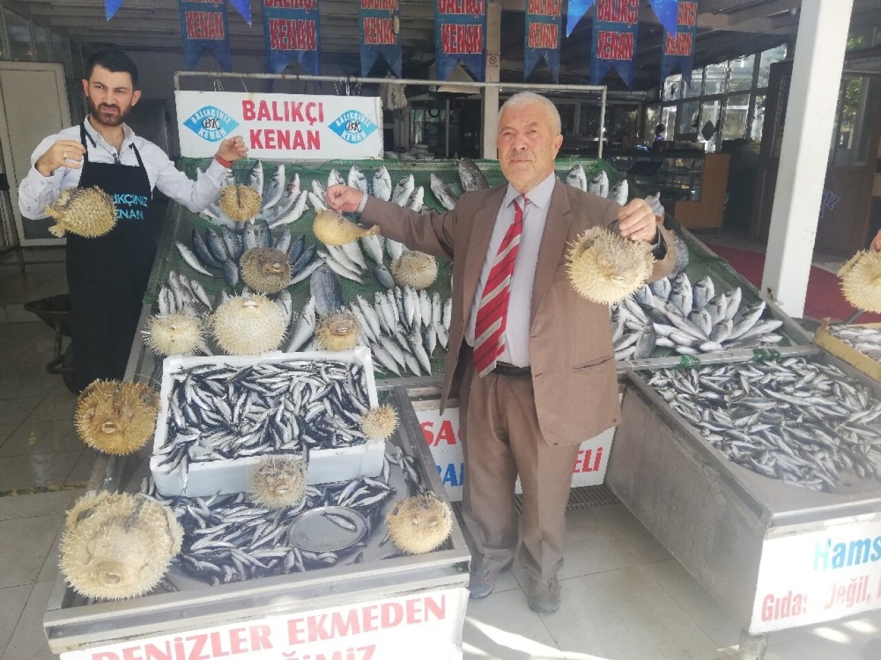 Türkiye kıyılarında  ‘İstilacı Balon Balığı’ tehlikesi