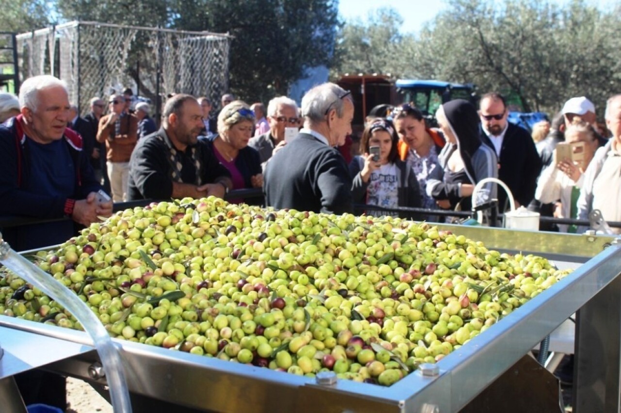 Uluslararası Zeytin Hasat Festivali başlıyor