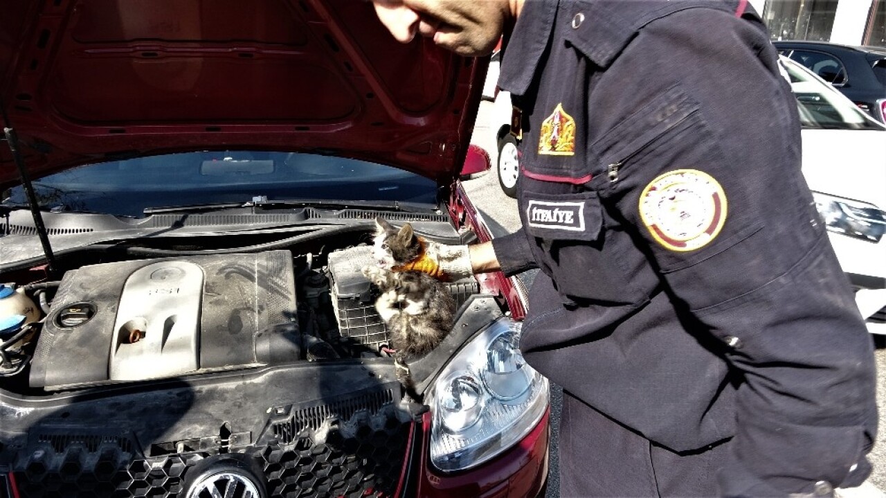 Yardım etmek için durduğu yaralı kedi aracın içine kaçtı