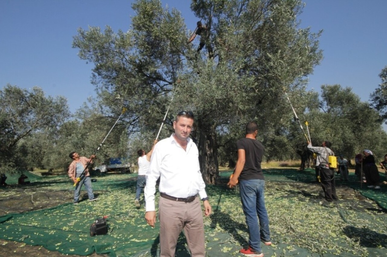 Ayvalık Ziraat Odası Başkanı Baysal, “Bu sezon zeytin, üreticinin yüzünü güldürecek”