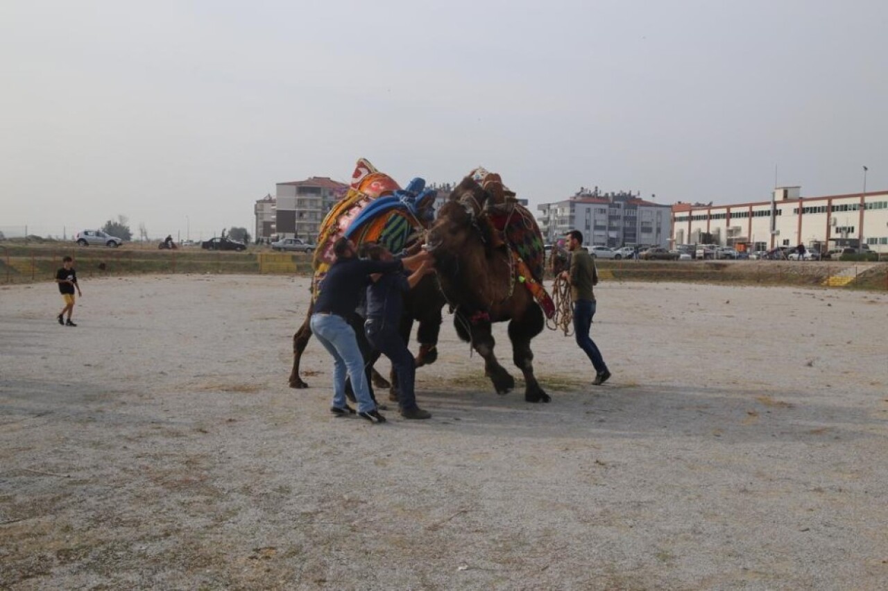 Burhaniye Deve güreşleri havut töreni yapıldı