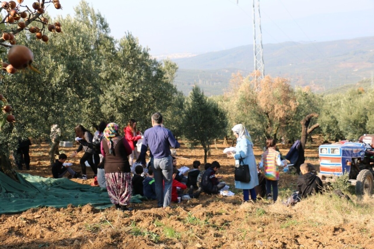 Çocuklar zeytin toplama heyecanı yaşadı