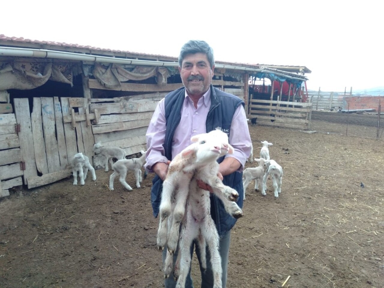 Doğumda annesini kaybeden kuzu, "Anne, anne" diye meliyor