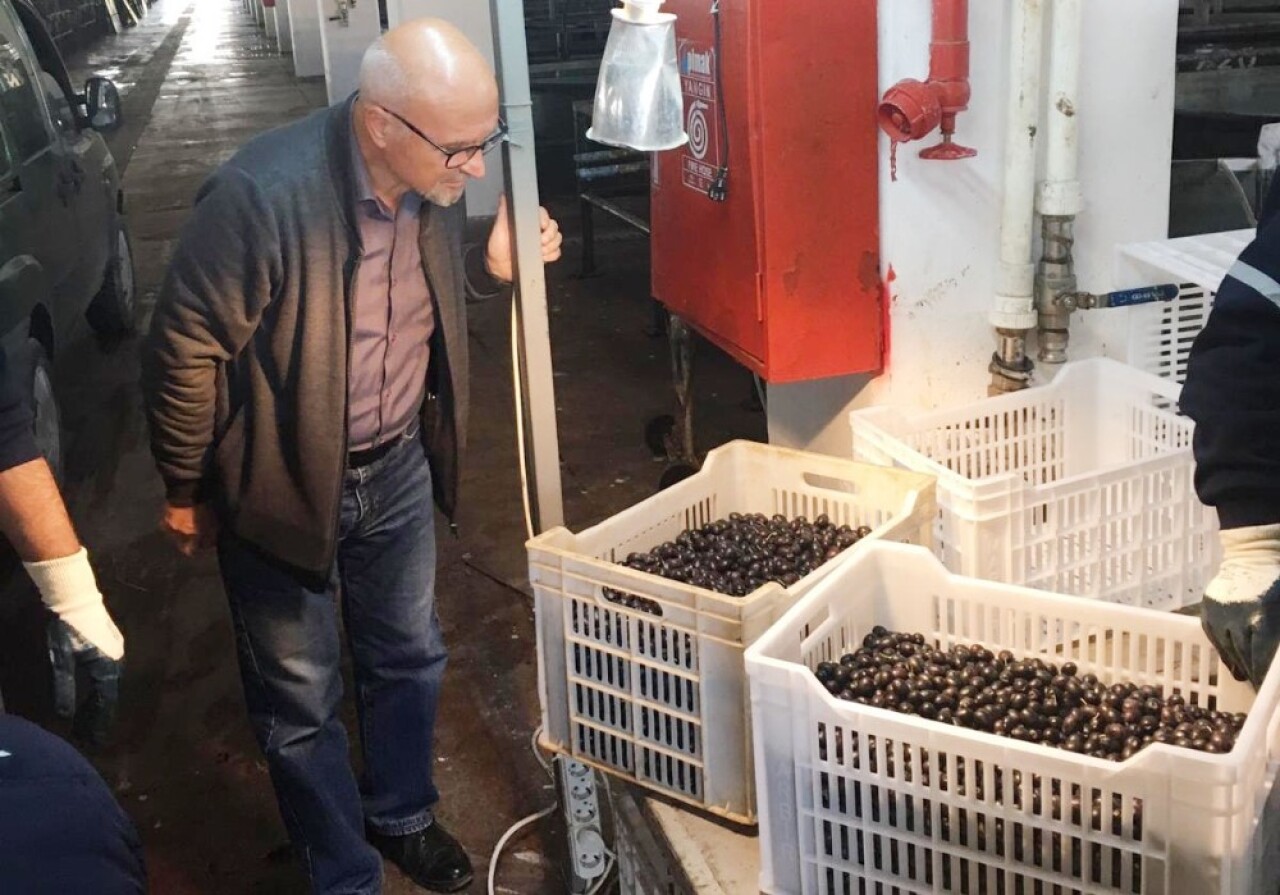 Erdek’te zeytin alımları sürüyor