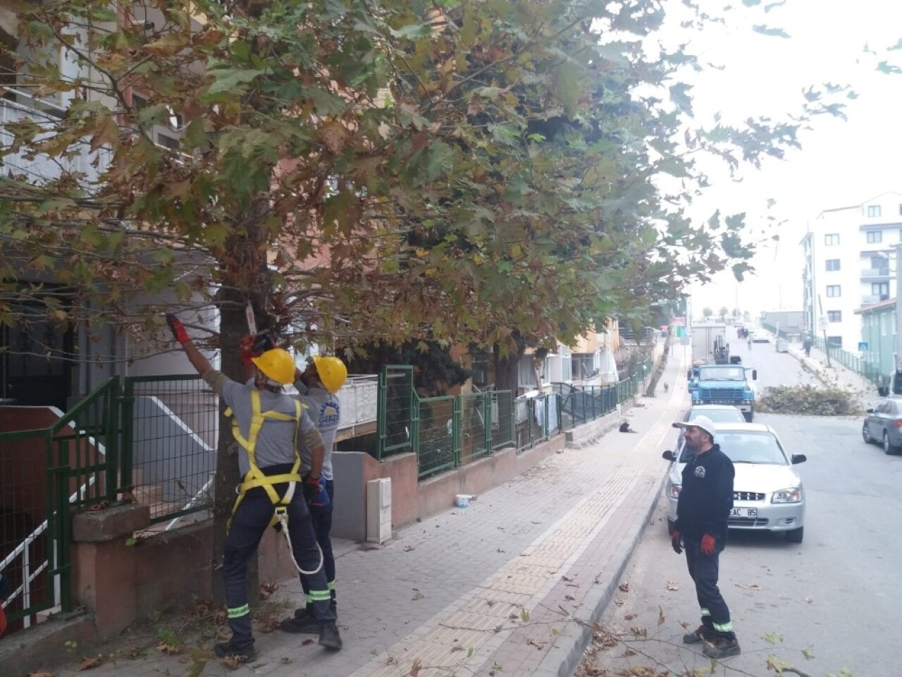 Gebze’de ağaçlara sonbahar bakımı