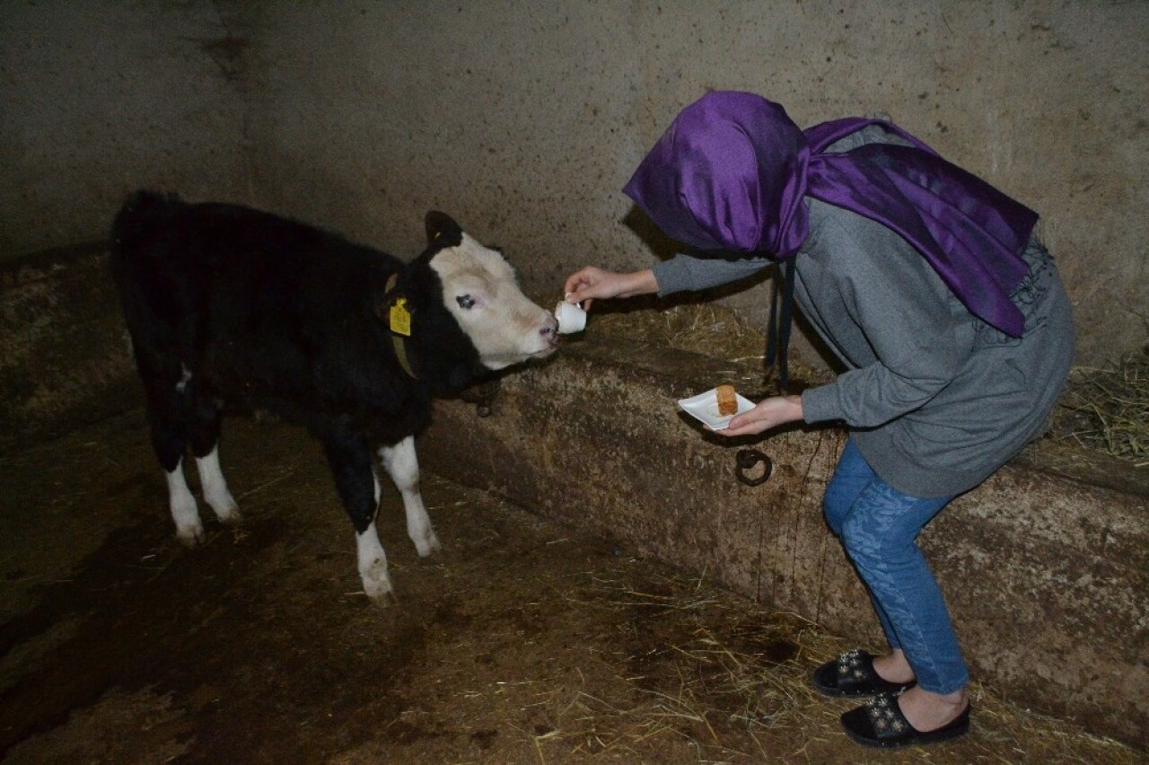 Hayvanlarına kahve ikram ediyor