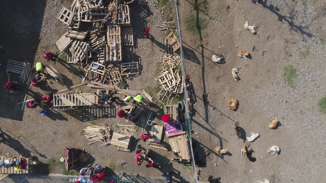 İşte Türkiye’deki köpek gerçeği... Yüzlercesi sokağa terk edildi