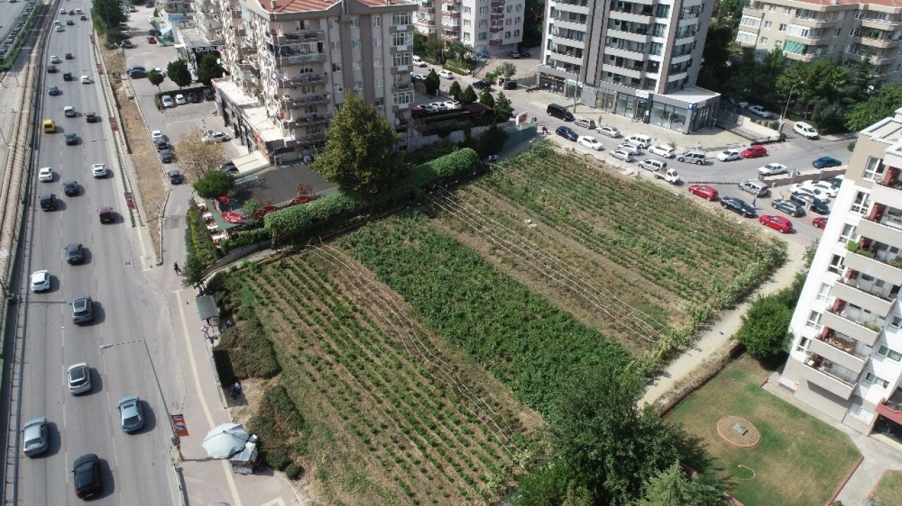 Lüks rezidansların arasında yetişen sebzeler, dakikalar içinde kebapçının sofrasında