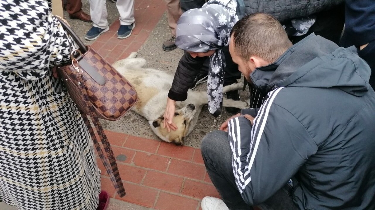 Numaracı köpek vatandaşları seferber etti