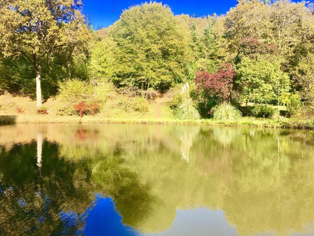 (Özel) Atatürk Arboretumu’nda sonbahar manzaraları havadan görüntülendi