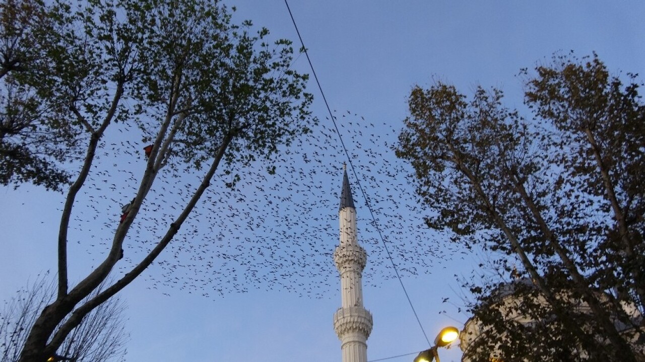 (Özel) Sığırcık kuşları gökyüzünü adeta bulut gibi kapladı