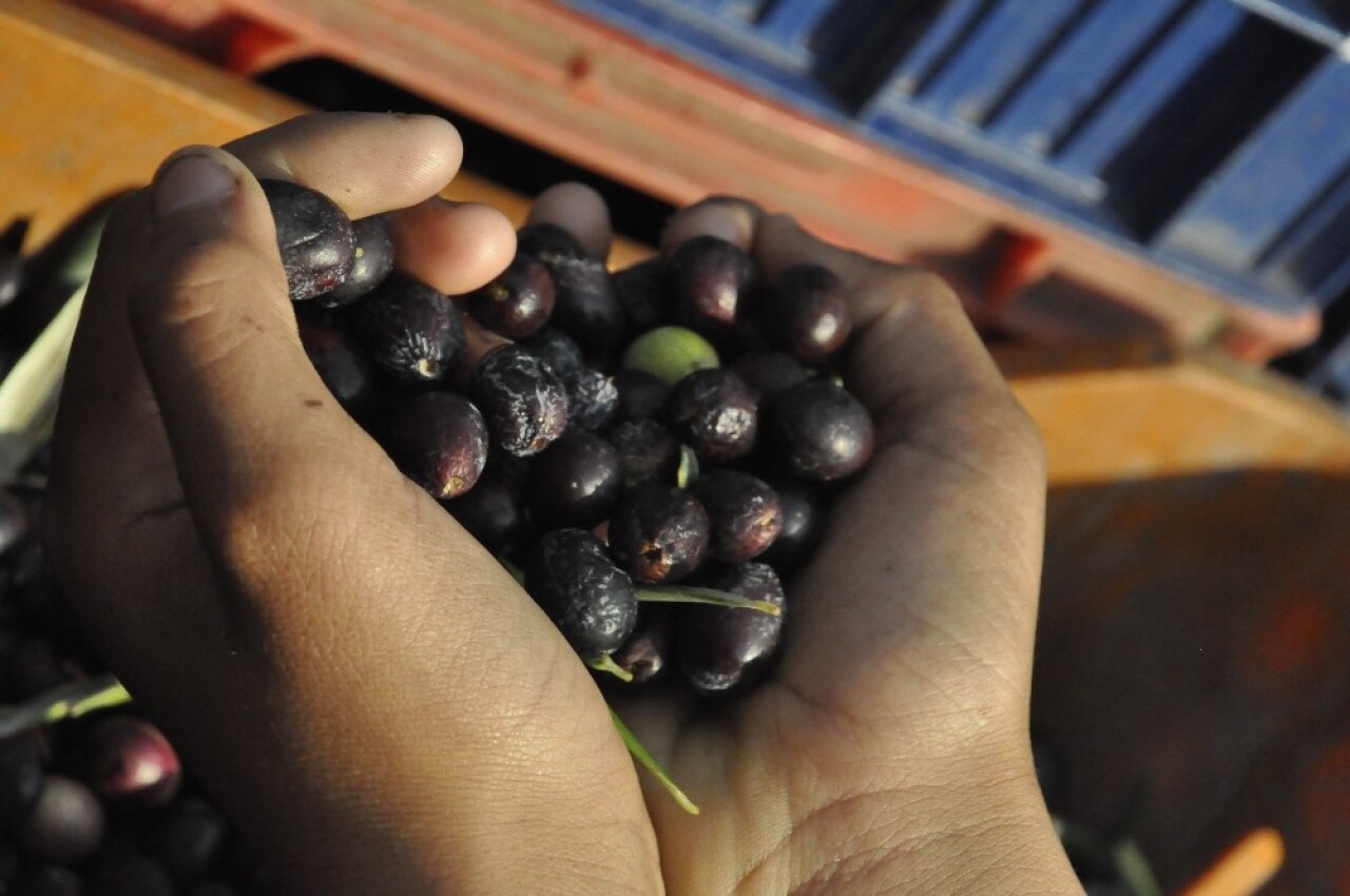 (Özel) Zeytin yağında doğru bildiğimiz yanlışlar