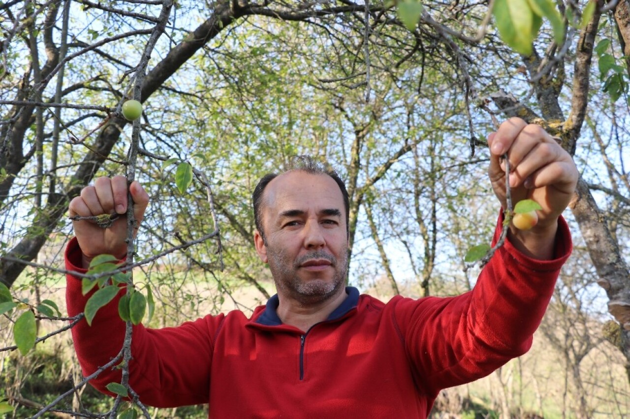 Sıcağa aldanan ağaçlar Kasım ayında erik verdi