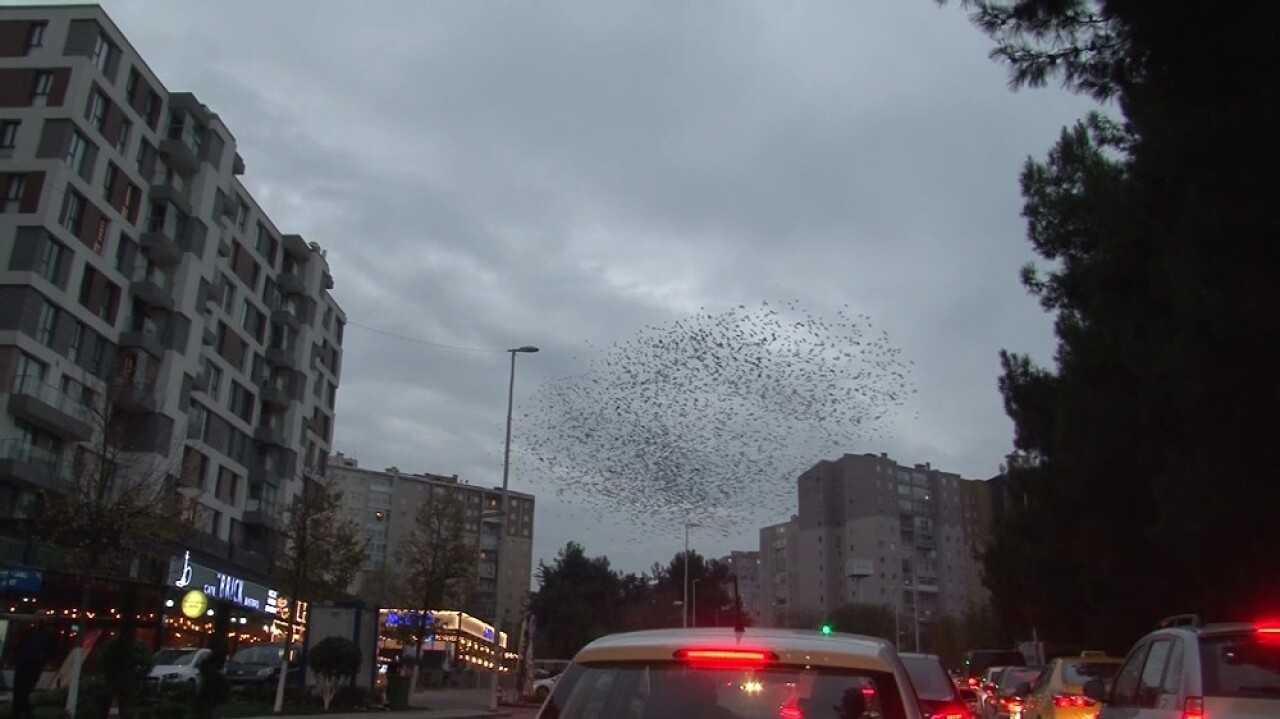 Sığırcıkların İstanbul semalarında görsel şöleni