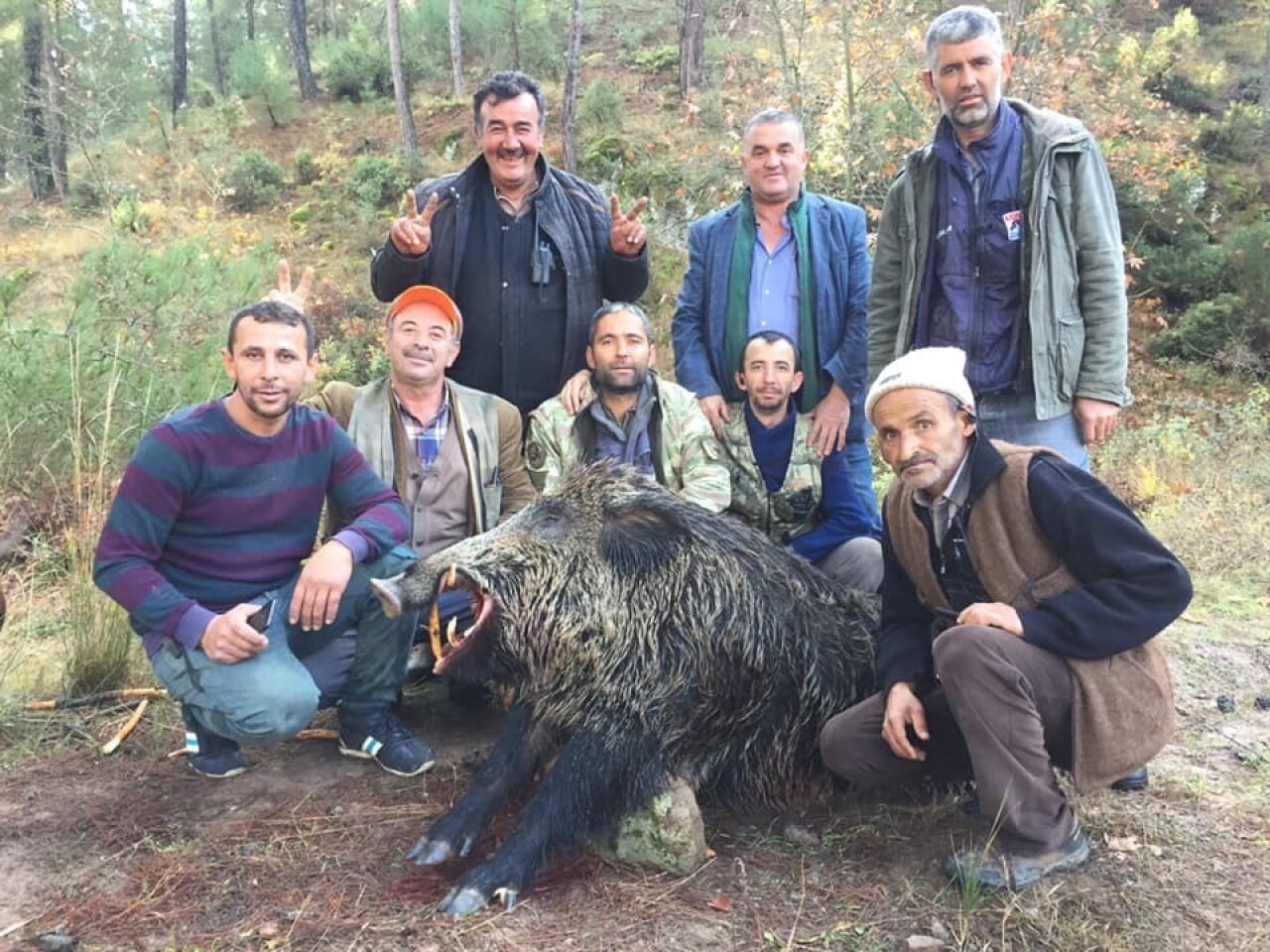 Bursa’da tarlalara dadanan 310 ve 252 kiloluk domuzları avladılar