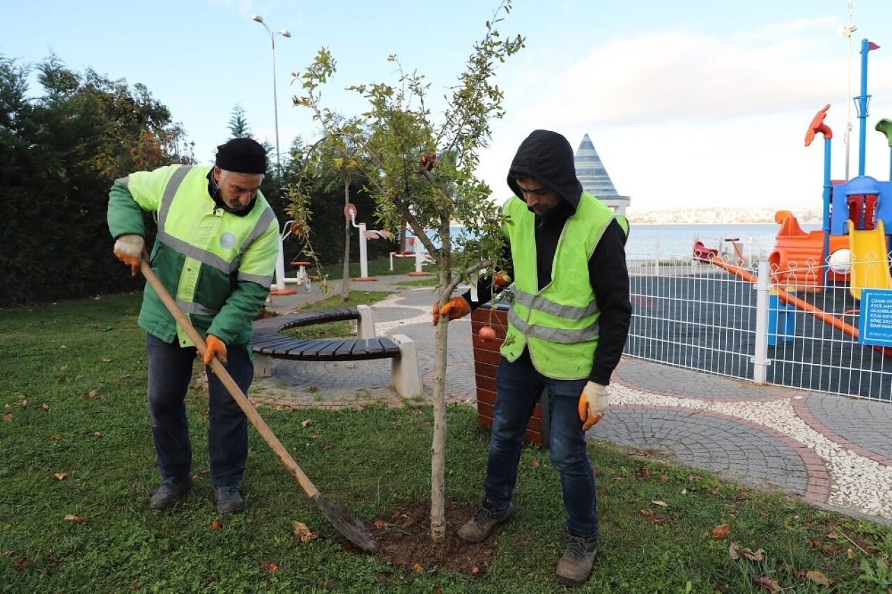 Büyükçekmece’de çocuk parkları meyve ağaçlarıyla donatılıyor