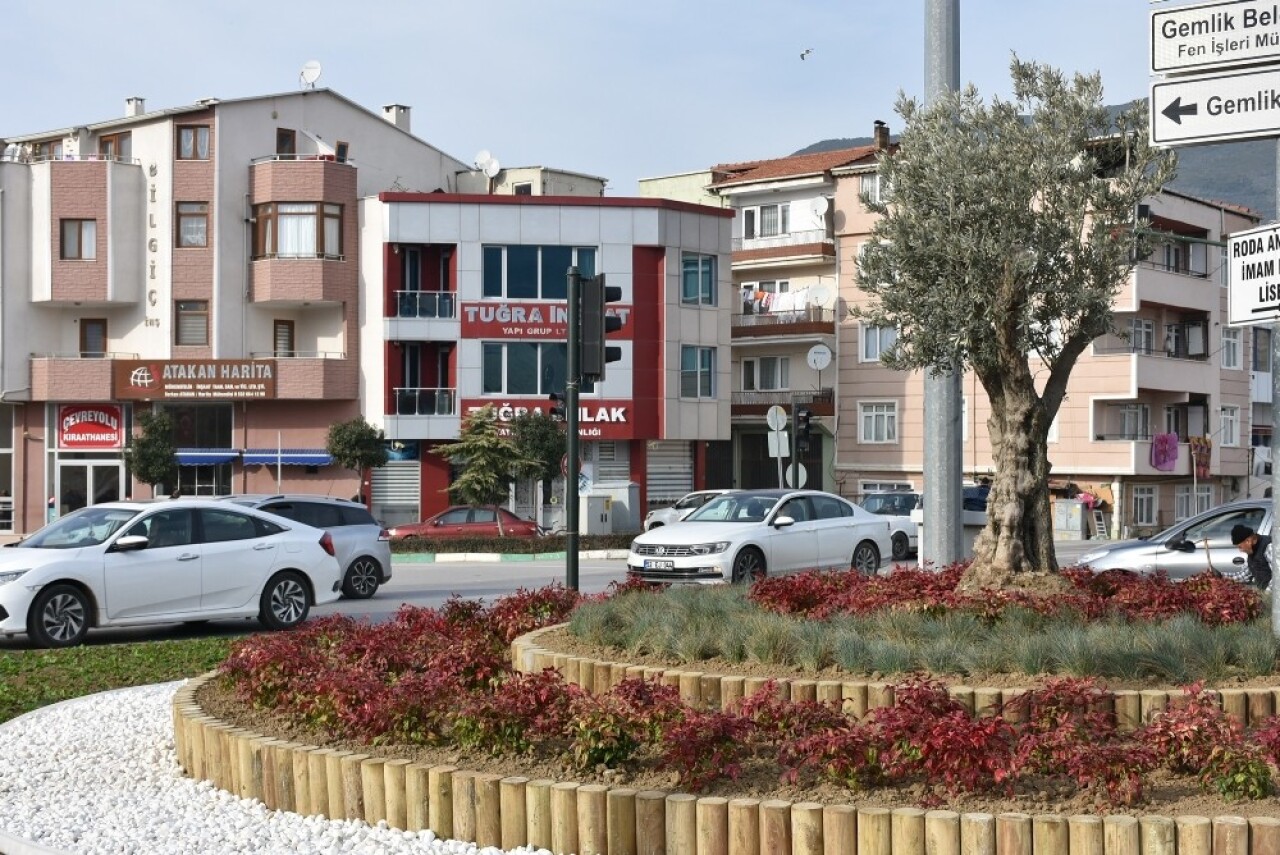 Gemlik’te refüjler zeytinle renkleniyor