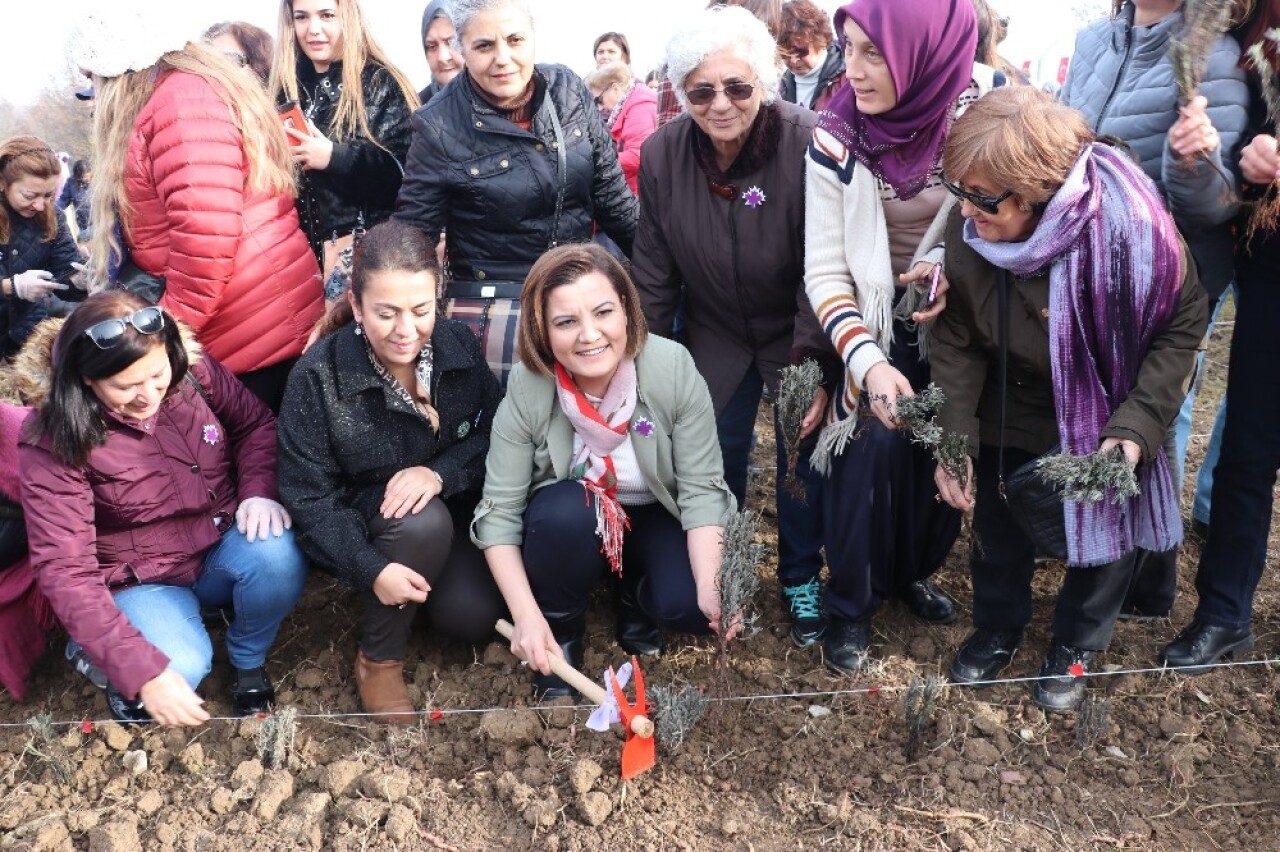 İzmitli kadınlar üretime lavanta bahçeleriyle ortak oluyor