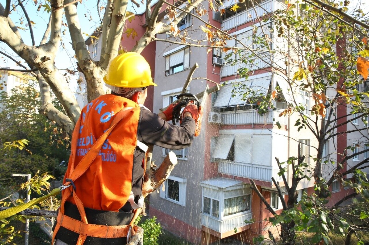 Kadıköy Belediyesi’nin ağaç budama çalışmaları devam ediyor