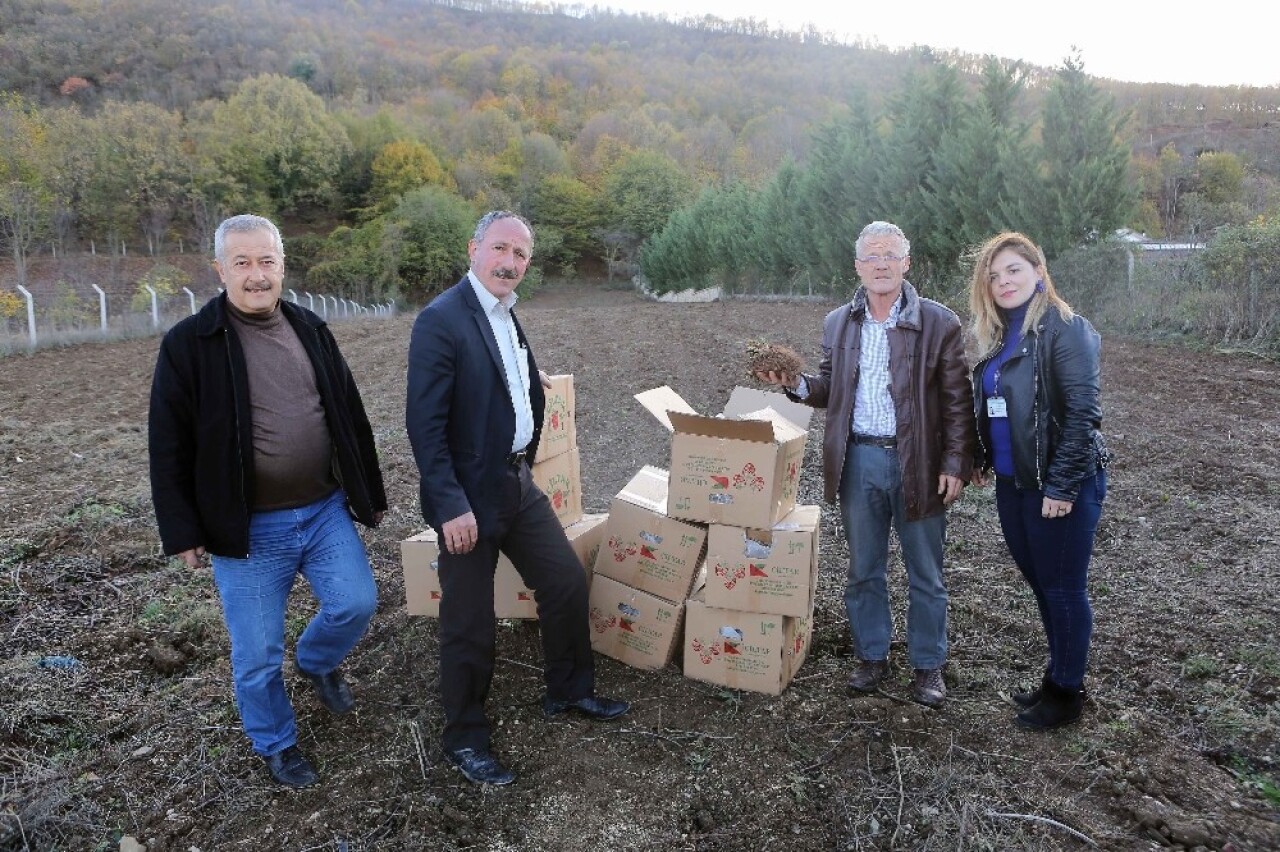 Nilüfer’de meyve yetiştiriciliği gelişecek