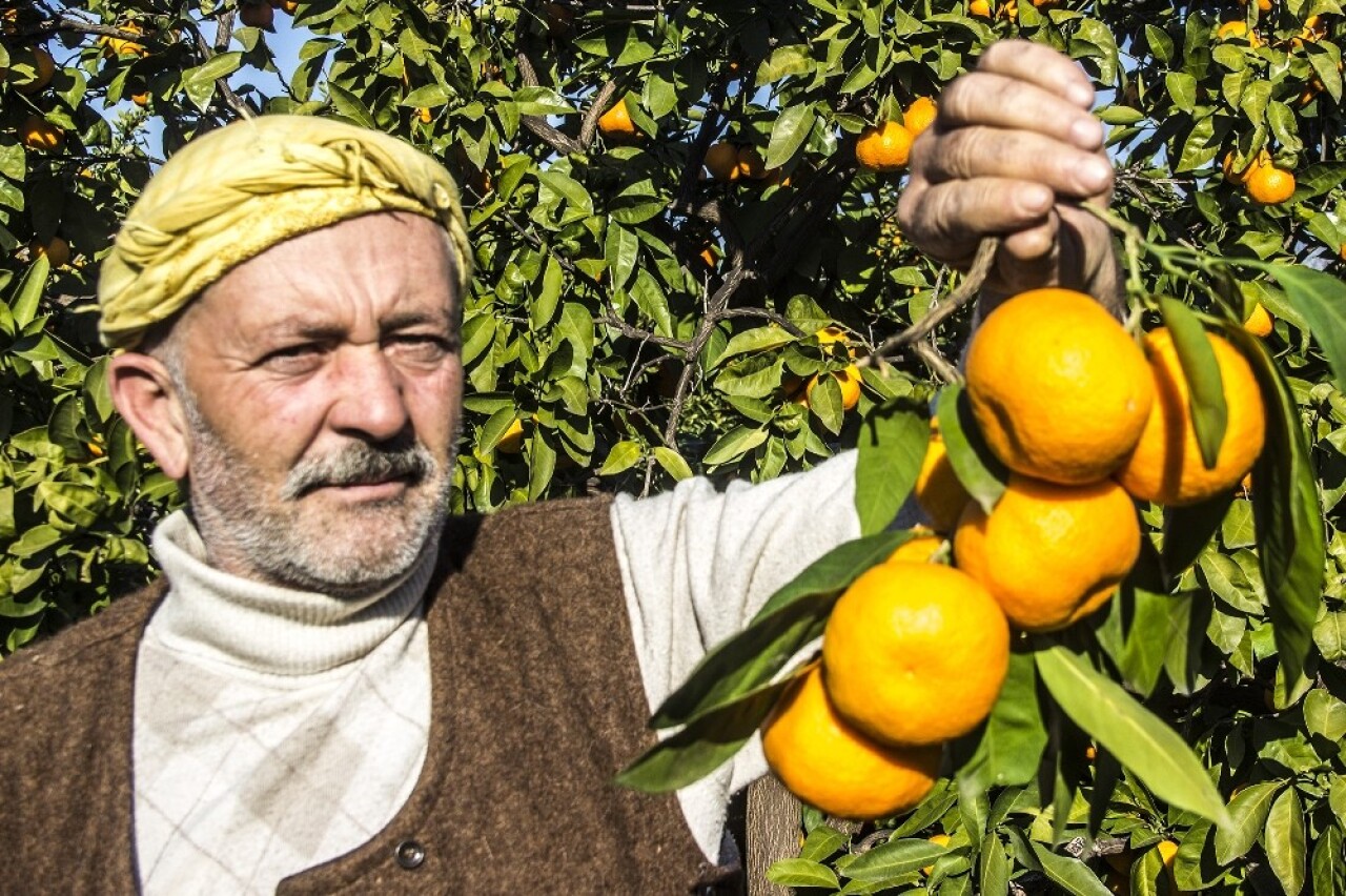 (Özel) 50 yıl önce Balıkesir’de hobi diye başlayan mandalina üretimi dev bir sektör oldu