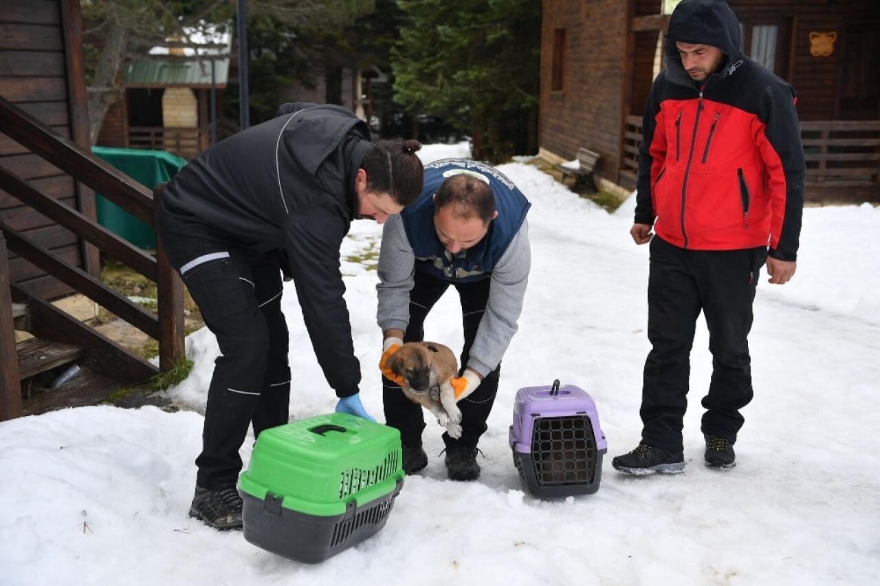 Uludağ’da yavru köpekler donmaktan kurtarıldı