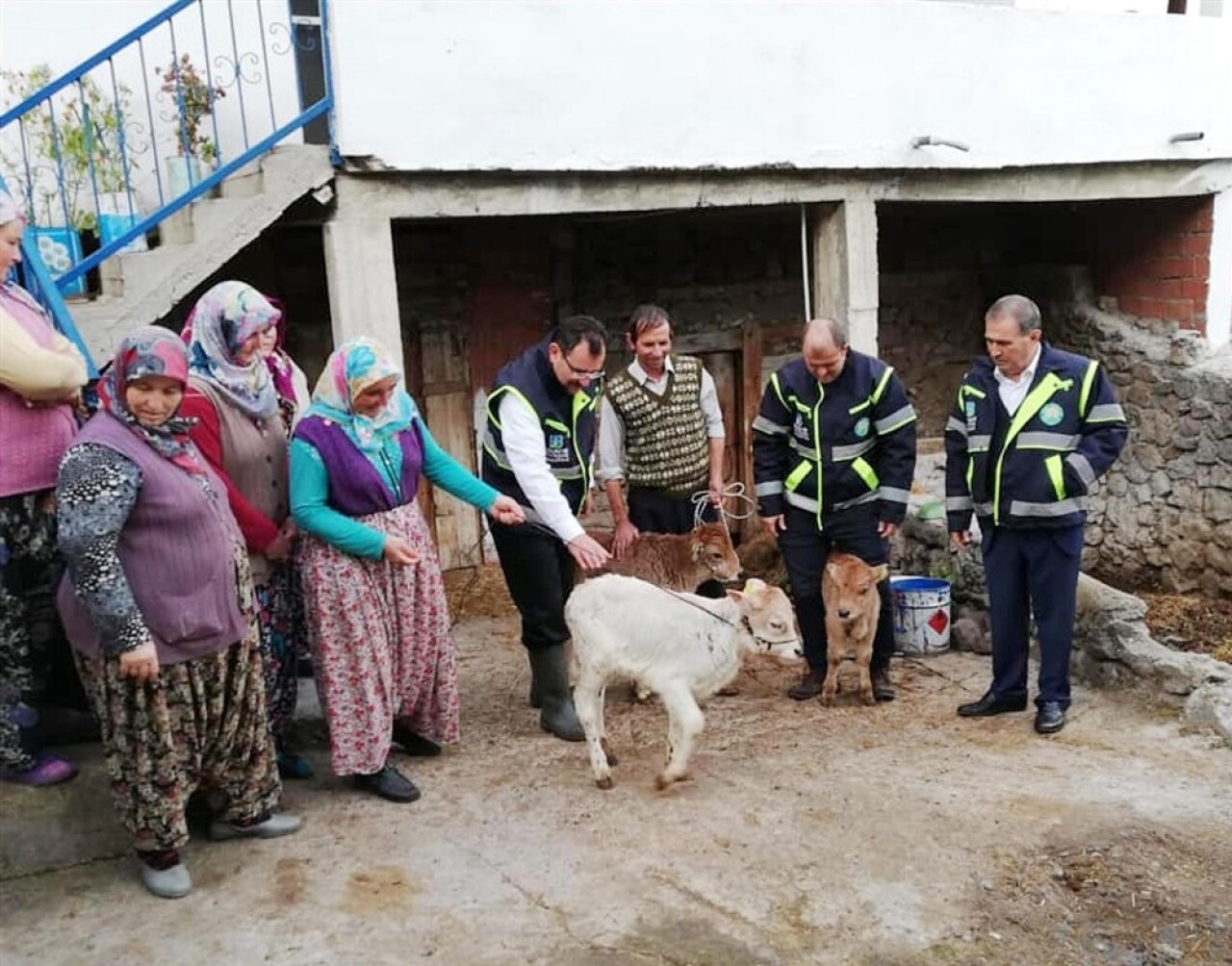 Yerli ırk, vetiver ile iki kat büyüyecek