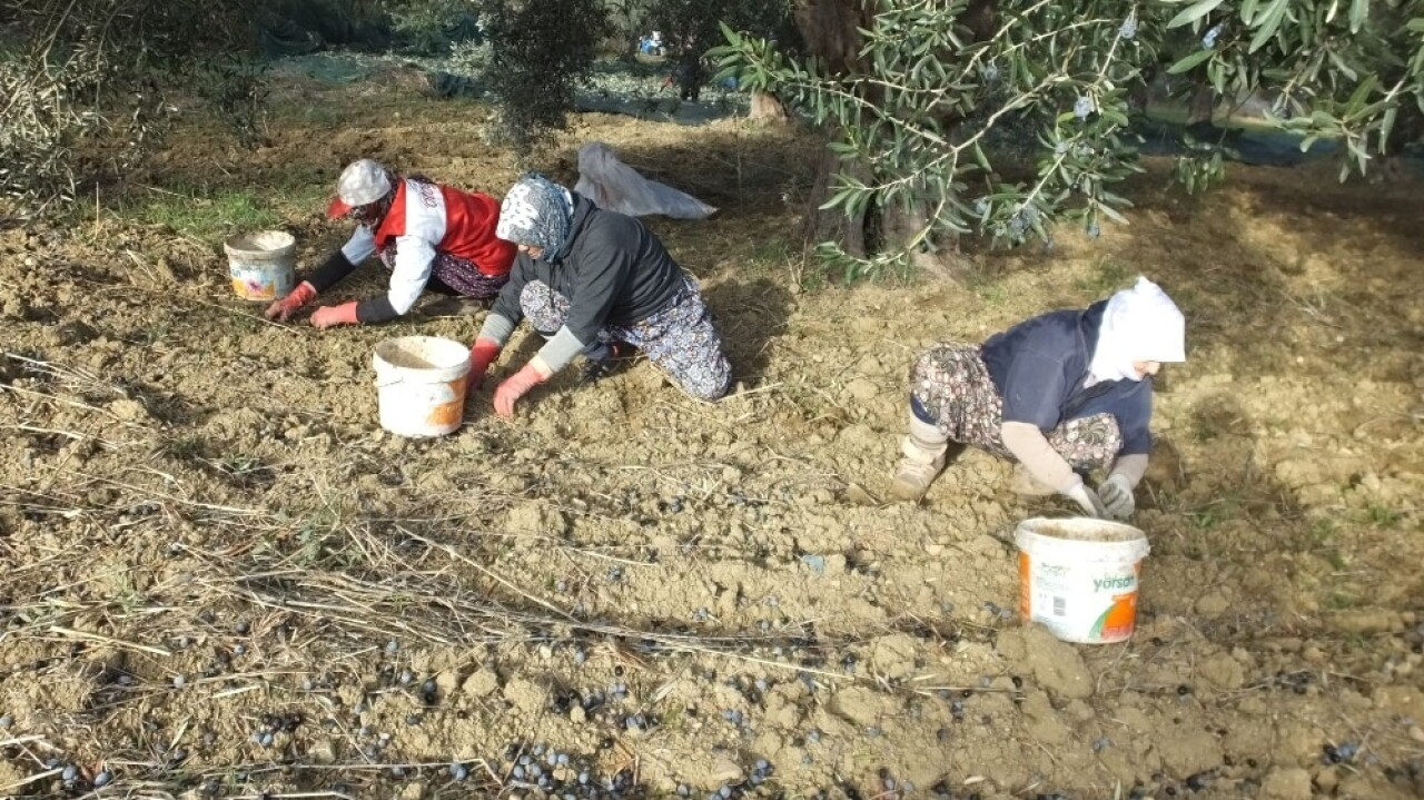 Zeytinde makineli hasat verimi artırdı