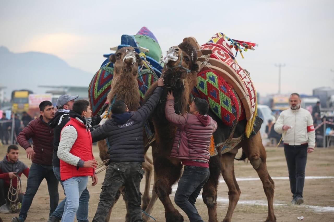 Ayvalık’ta deve güreşleri piknik coşkusunda yapıldı