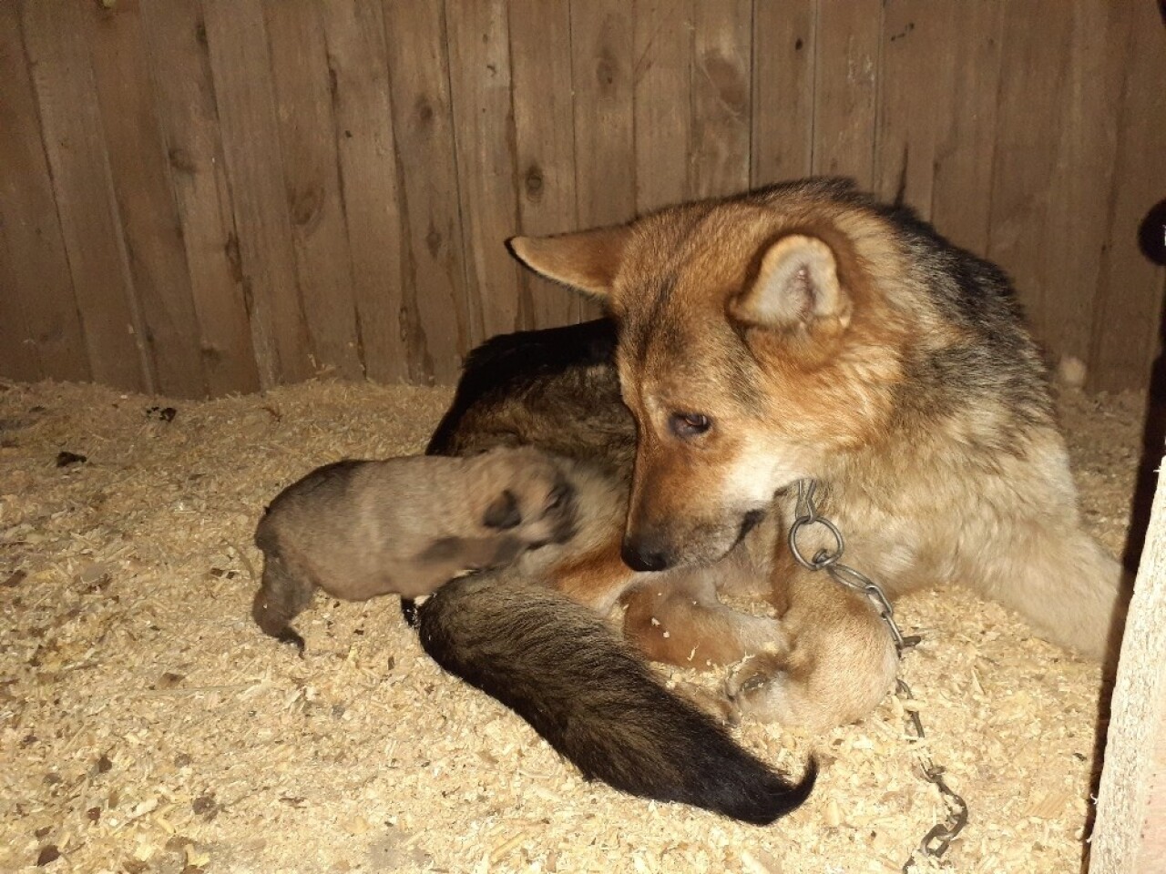 Donmak üzere olan yavru köpekler kurtarıldı