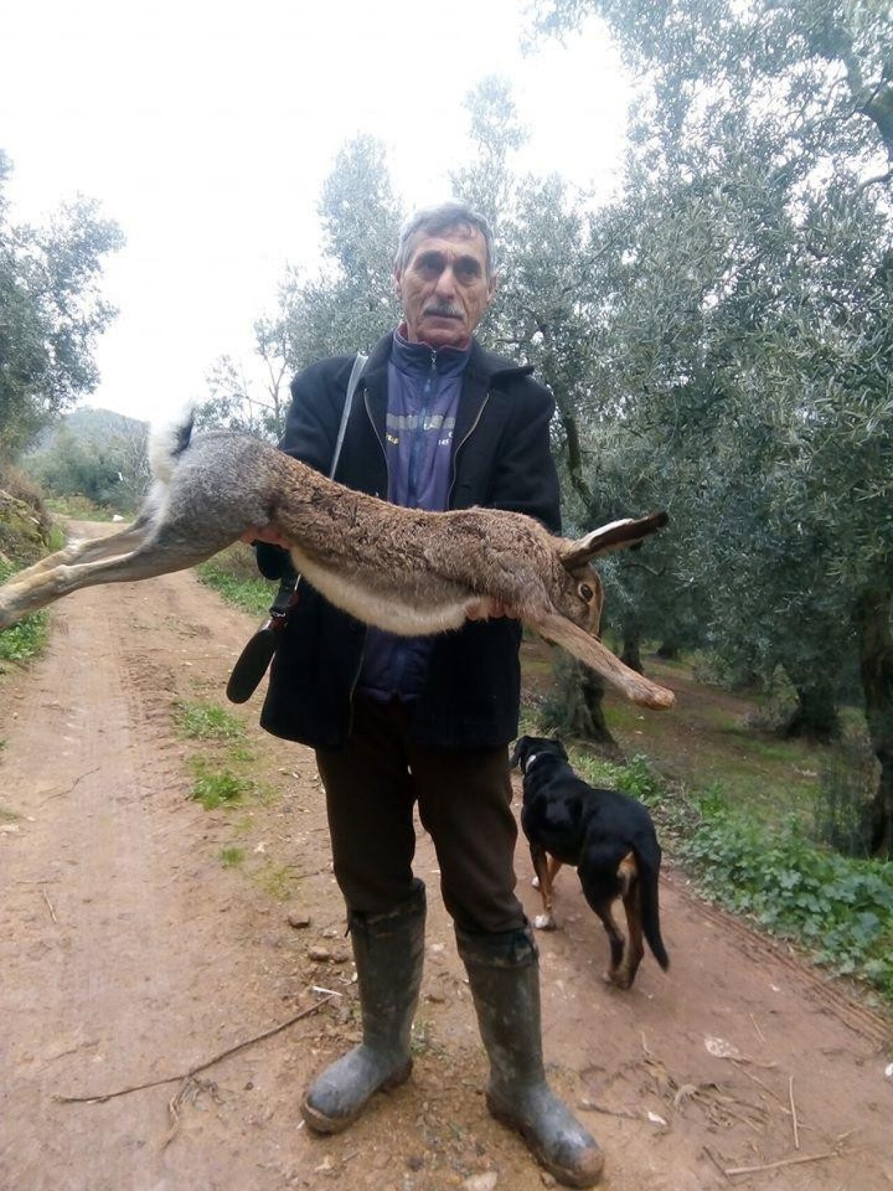 Kanguru gibi tavşan