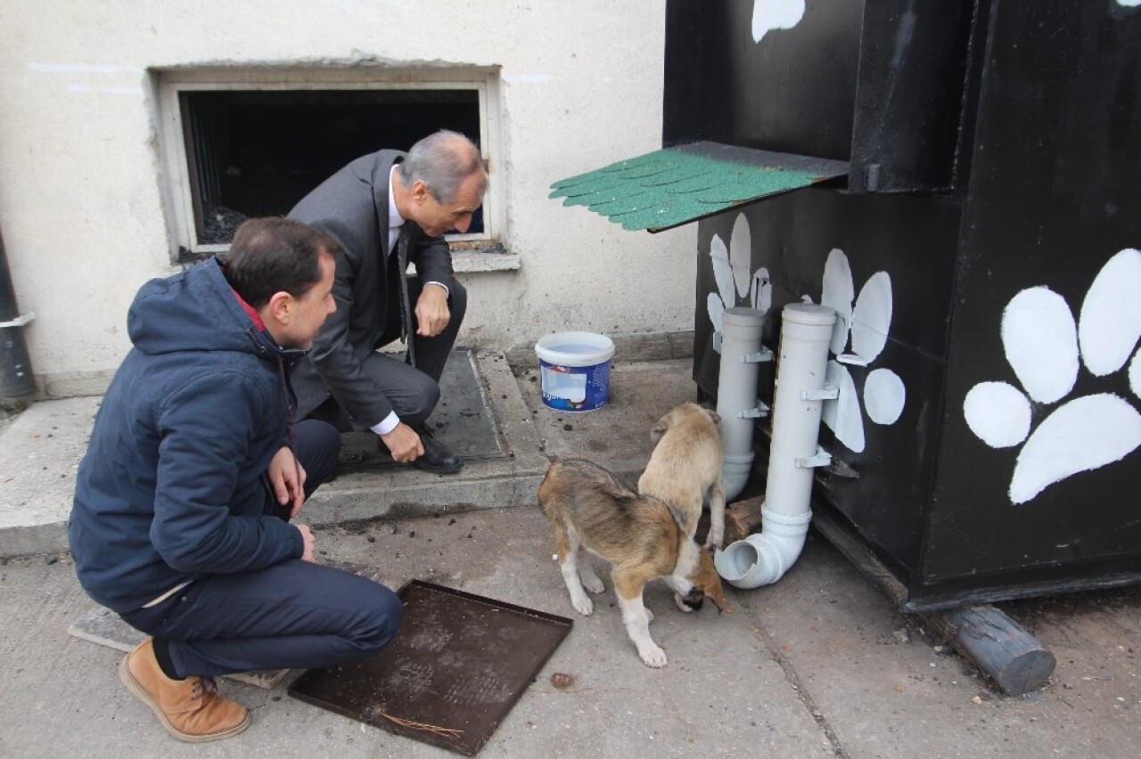 (Özel) Kalorifer kazanı köpeklere sıcacık yuva oldu