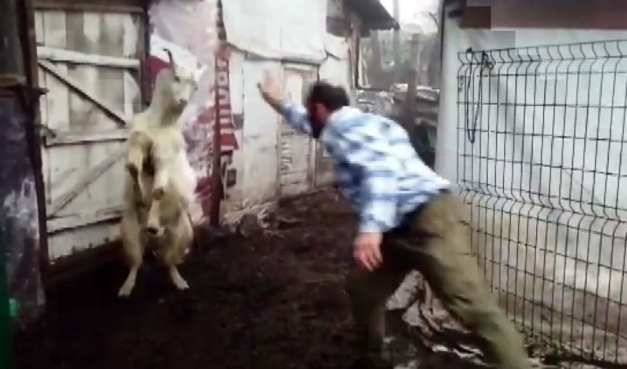 (Özel) Keçi ile çobanın dostluğu yürekleri ısıtıyor